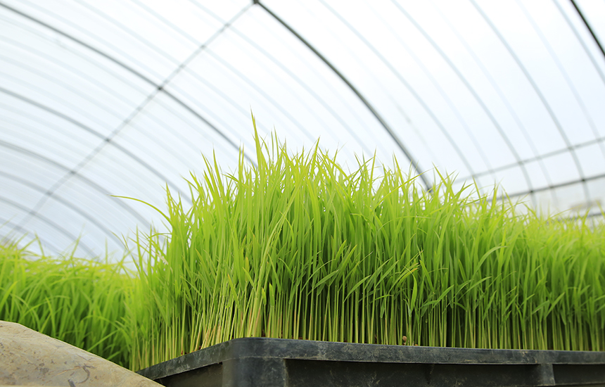 中西農園　稲の写真